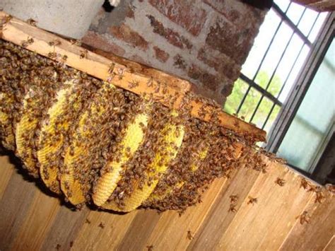 蜜蜂来家做窝好吗 如何 驗證 自己帶天命